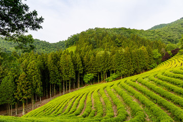 A landscape view of the green tea fields of Boseong in the early morning, south korea