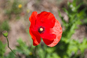 Close up of a red flowered poppy.