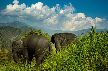 Group of Asian elephants enjoy life in forest valley with nature landscape mountain background.