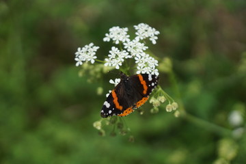 Papillon Vulcain