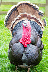 Adult male farmyard Turkey, displaying in breeding plumage, near Mevagissey, Cornwall, England, UK.