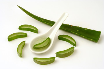 Burn plant. Aloe vera.