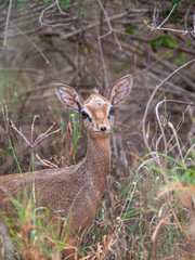 Dikdik antelope in Tsavo Conservation area, Kenya