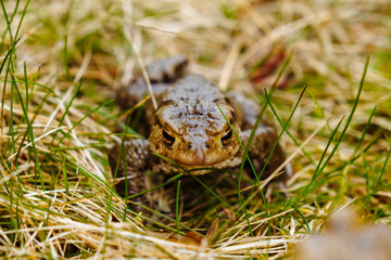 European green frog in the wild
