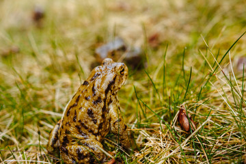 European green frog in the wild