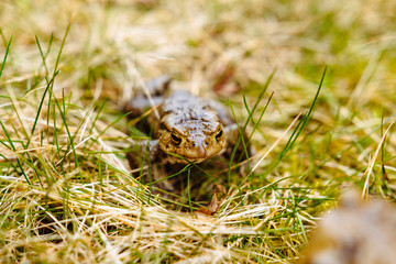 European green frog in the wild