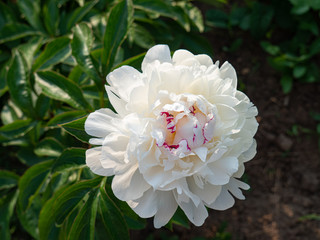 Beautiful large white peony Bud on a green background on a Sunny summer day.