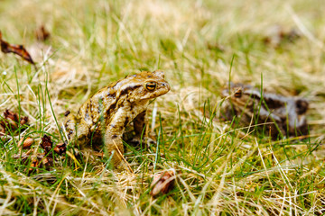 European green frog in the wild