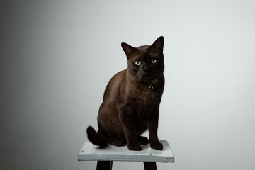 brown cat sitting on chair with studio lighting
