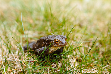 European green frog in the wild