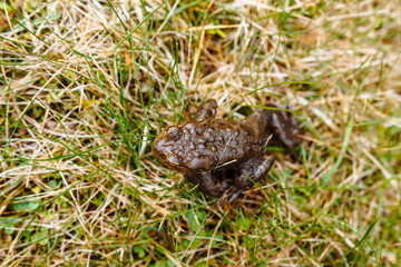 European green frog in the wild
