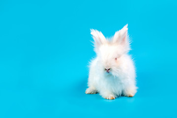 Happy Easter Day. White rabbit on blue background. Cute White baby bunny on blue background.