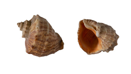 Sea shell from two sides isolated on white background