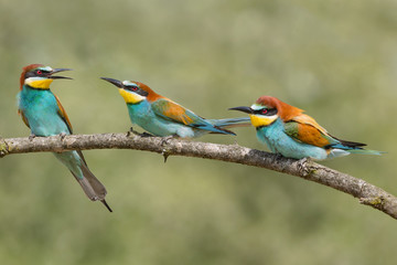 Close up of European bee eaters (Merops apiaster)