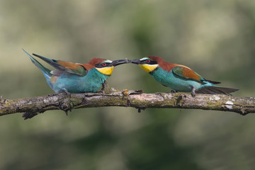 Struggle between European bee eaters (Merops apiaster)