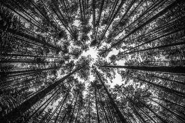 looking up at the forrest in winter, black and white landscape p