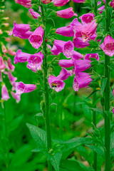poisonous foxglove plant with bee looking for nectar