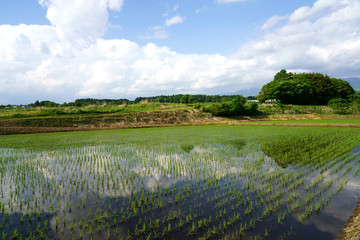 初夏の水田の水面に映る空と雲