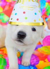 funny birthday cute dog puppy