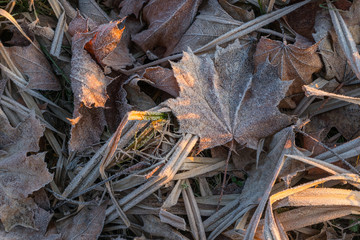 Close up of frozen hoarfrost maple leaf among frosty grass, leaf