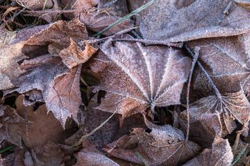 Close up of frozen hoarfrost maple leaf among frosty grass, leaf