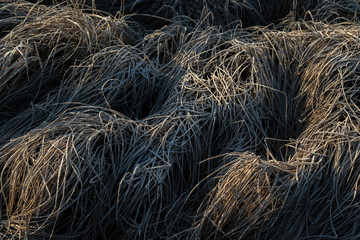 Early morning frozen hoarfrost grass in early autumn morning. Fr