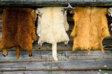 Wild animals fur hanging on the wooden home wall outside