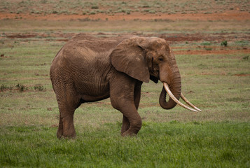 Fototapeta na wymiar Elephants in Tsavo West National Park, Kenya