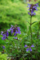 blaue Blüten vom Salbei