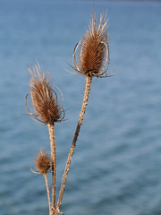 Disteln am See