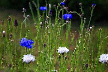 Fototapeta premium Beautiful meadow field with wild flowers blue and white cornflowers.