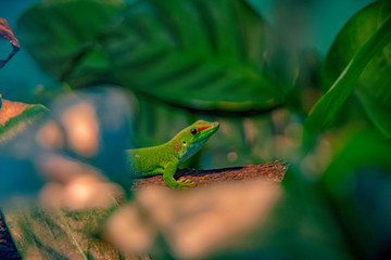 green gecko sits in the jungle on a tree trunk