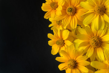 Beautiful yellow blooming flowers on black background