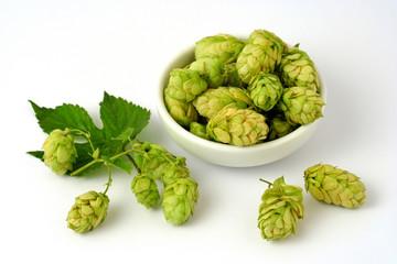 Fototapeta premium Hops (Humulus lupulus)