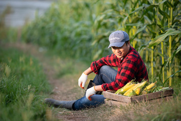 Closeup of young farmers harvesting corn during the agricultural season, increasing income