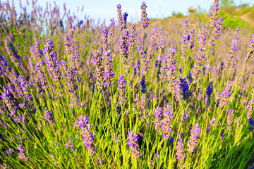 Fototapeta premium Lavender flowers on Island Hvar in Croatia