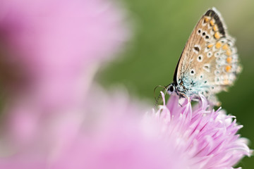 orange butterfly on a lilac flower, macro shot, summer sunny day. Pink background with green leaves. Selective focus. soft focus, bokeh, space for text
