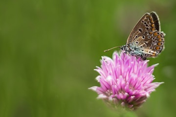 orange butterfly on a lilac flower, macro shot, summer sunny day. Pink background with green leaves. Selective focus. soft focus, bokeh, space for text