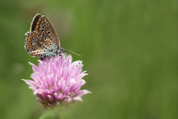 orange butterfly on a lilac flower, macro shot, summer sunny day. Pink background with green leaves. Selective focus. soft focus, bokeh, space for text