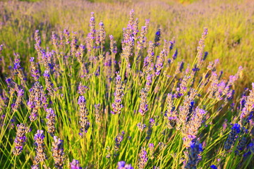 Naklejka premium Lavender flowers on Island Hvar in Croatia