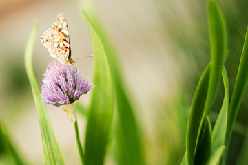 orange butterfly on a lilac flower, macro shot, summer sunny day. Pink background with green leaves. Selective focus. soft focus, bokeh, space for text