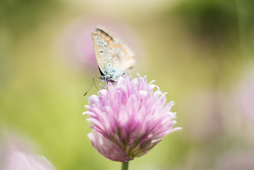 orange butterfly on a lilac flower, macro shot, summer sunny day. Pink background with green leaves. Selective focus. soft focus, bokeh, space for text