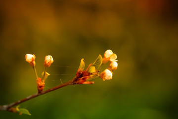 Small new leaves on an cherry tree branch. Spring in the garden. Selection focus. Shallow depth of field. Toned