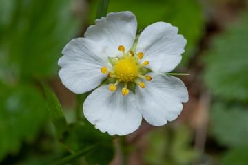 Erdbeer-Blüte (Makro)