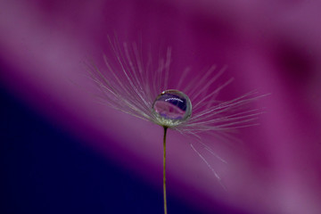 A drop of water on dandelion with a nice background and space for words. Abstract postcard and nature postcard. 