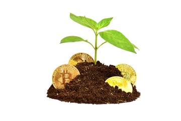 The tree in the pile with bitcoin coins on the white background.