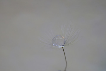 A drop of water on dandelion with a nice background and space for words. Abstract postcard and nature postcard. 