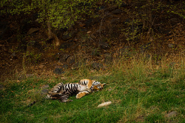 Naklejka na ściany i meble On a beautiful evening and in a cold breeze A royal bengal male tiger with different yoga postures and expressions on a green grass at ranthambore national park, india