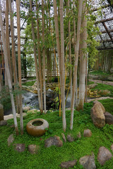 Fototapeta premium Bambus im Gewächshaus - asiatischer Garten