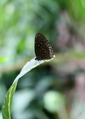 Schmetterling Euploea, Falter, Insekt, papillon, butterfly, asia